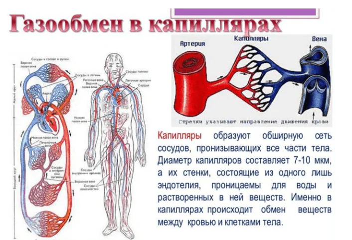 Экспериментальные исследования спектров при прохождении света через ткани человека 47
