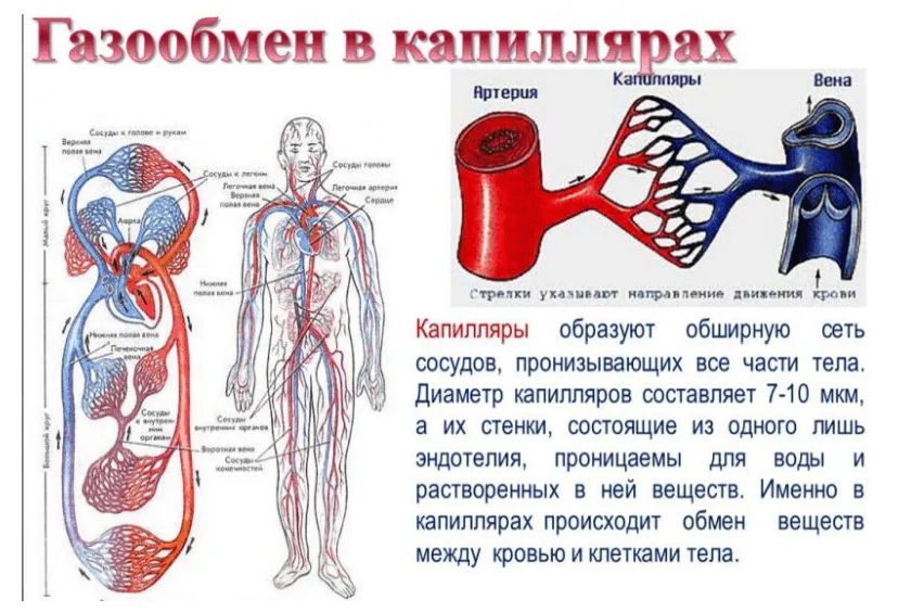 Гипотеза о причинах мультимодального спектра крови 9 Гипотеза о причинах мультимодального спектра крови 9