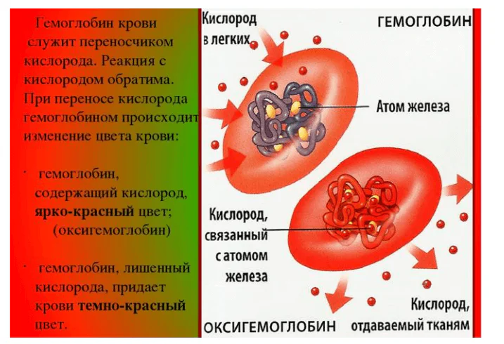 Гипотеза о причинах мультимодального спектра крови 11 Гипотеза о причинах мультимодального спектра крови 11