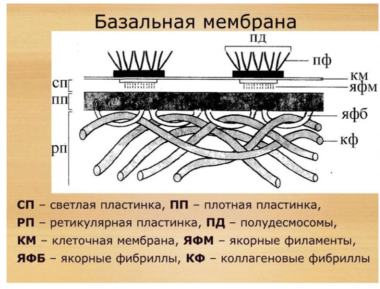 Гипотеза о механизме распространения света через ткани человека 23